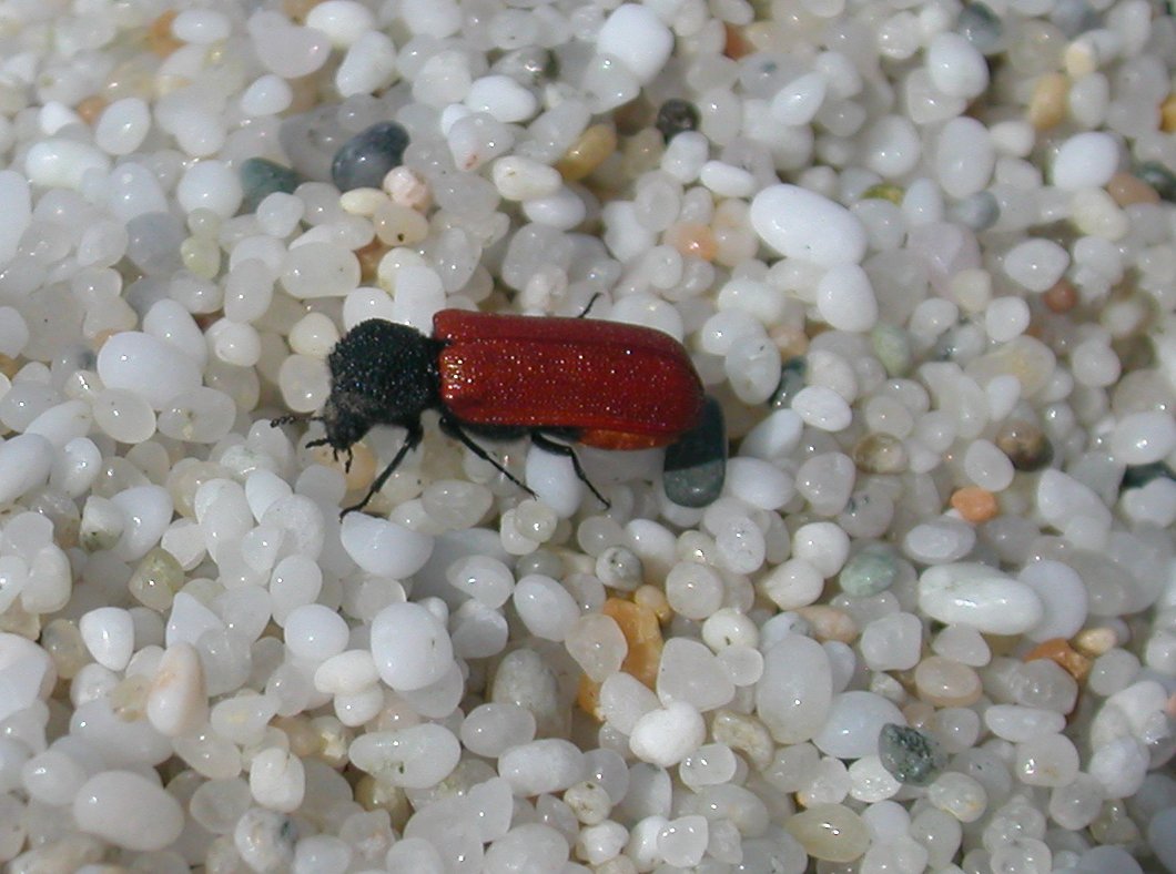 Bostrichus capucinus